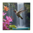 Buscar colibrí azulejos Vida silvestre