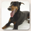 Buscar pinscher posavasos Vista lateral
