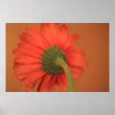 Buscar gerbera posters Maricas
