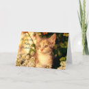 Buscar feliz gatito Cumpleaños