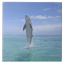 Buscar tolerancia azulejos Naturaleza