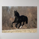Buscar caballos andaluces posters Bob langrish
