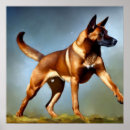 Buscar malinois posters Cachorro