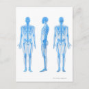 Buscar partes del cuerpo postales Vista lateral