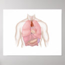 Buscar sistema respiratorio humano posters Ilustraciones biomédicos