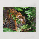 Buscar tigre de amur postales Gato