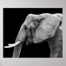 Buscar elefante blanco negro posters Africano