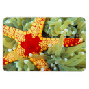 Buscar estrella roja imanes Estrella de mar