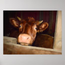 Buscar vacas marrones posters Granja
