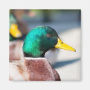 Buscar drakes Aves acuáticas