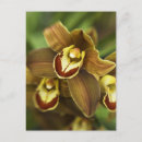 Buscar orquídeas postales Florales