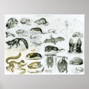 Buscar zoología posters Mamíferos