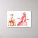 Buscar cuerpo humano lienzos Diagrama