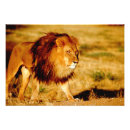 Buscar león masculino posters Gato
