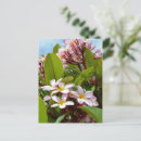 Buscar plantas tropicales postales Para ellos