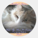 Buscar viernes postales Gatito