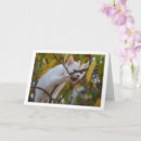 Buscar árbol del gato postales Animales lindos