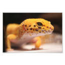 Buscar geckos fotografía Reptil