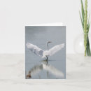 Buscar garza blanca tarjetas Egret