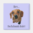 Buscar dachshunds imanes Doxie