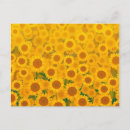 Buscar sunflower postales Para ellos