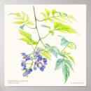 Buscar botánico posters Pintura