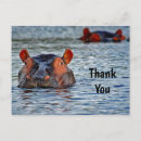Buscar hippopotamus postales Mamífero