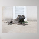 Buscar perro chino posters Perrito