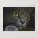 Buscar intenciones postales Gatito