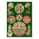 Buscar haeckel de ernst tarjetas Vida marina