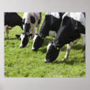 Buscar vacas lecheras posters Pasto