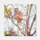 Buscar primate imanes Fotografía