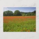 Buscar campo de la amapola postales Plantas