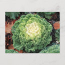 Buscar ornamental postales Para todos