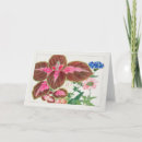 Buscar verbena tarjetas Floral