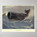 Buscar ballena de esperma posters Ballenas