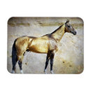 Buscar teke akhal Equino