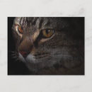 Buscar cara del gato postales General y unisex