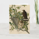 Buscar ala tarjetas Pájaro