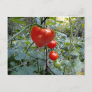 Buscar tomates postales Rojo