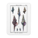 Buscar crudo imanes Vida marina