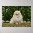 Buscar enano arte Foto