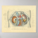 Buscar renal arte Anatomía