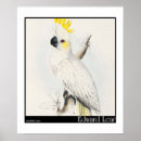 Buscar edward lear Loro