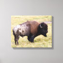 Buscar bisontes lienzos Toro