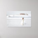 Buscar cisnes lienzos Naturaleza