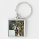 Buscar lobo gris llaveros Naturaleza
