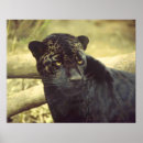Buscar pantera negra posters Felino