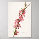 Buscar comida vintage posters Rosa