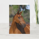 Buscar cabeza de caballo tarjetas Animal